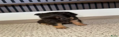 French Bulldog 4