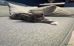 Persian cats for sale: 🌟 2 Chinchilla Persian Boy Kittens 🌟 - Image 8