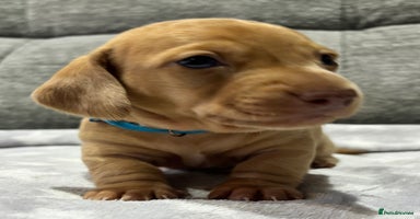 Miniature Dachshund dogs - Advert 12