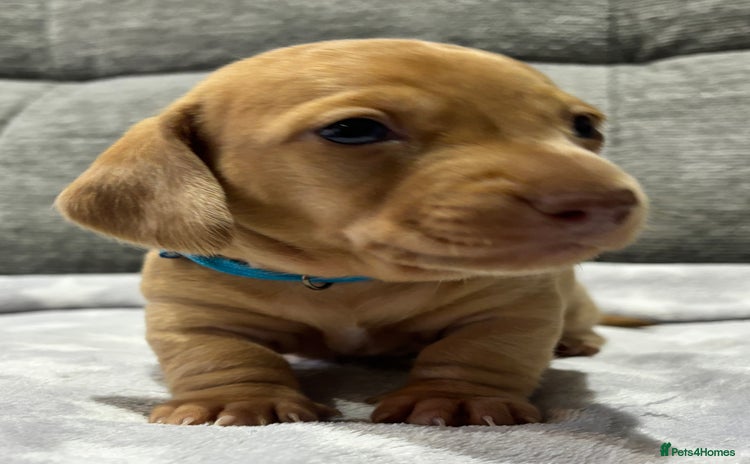 Miniature Dachshund dogs - Advert 5