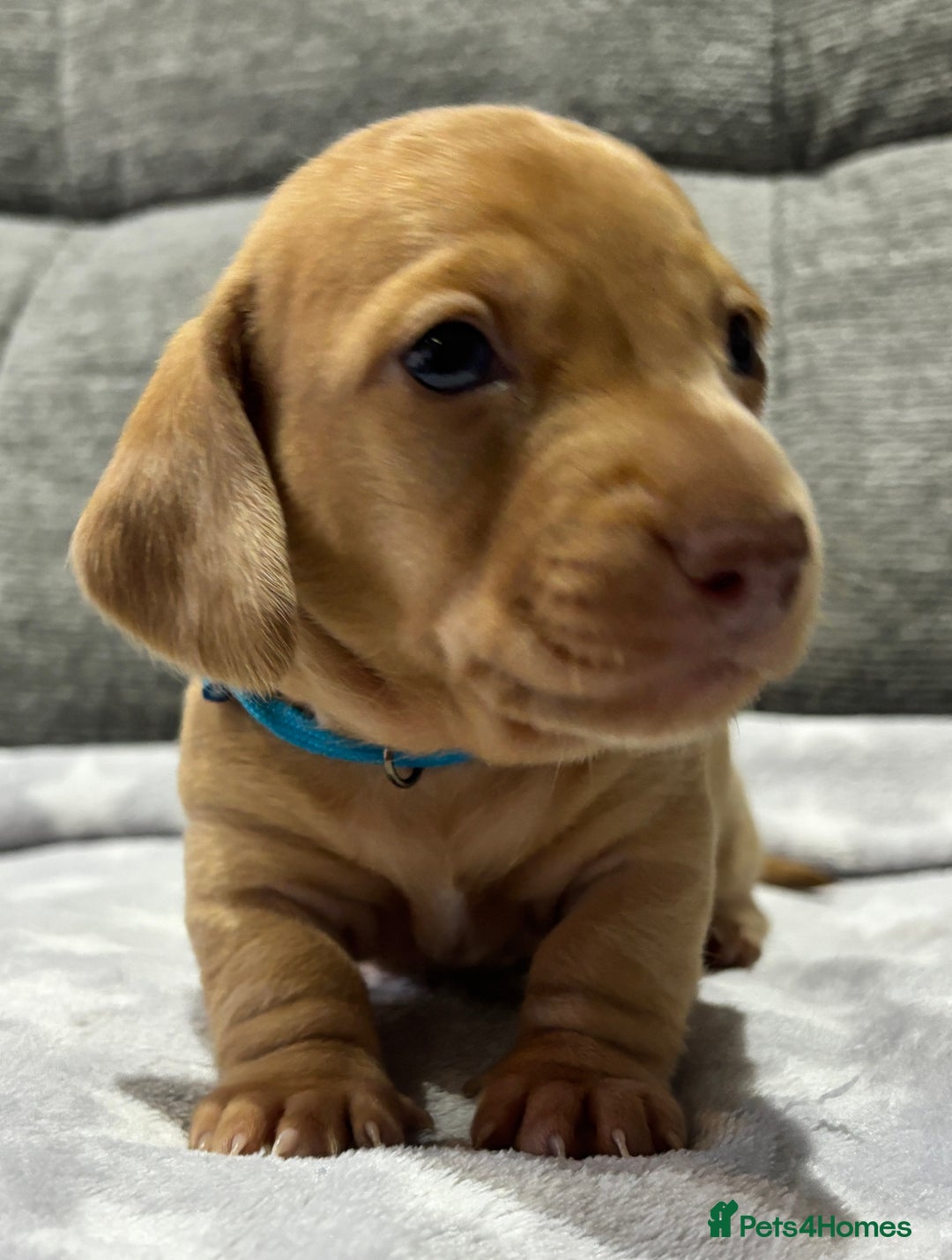 Miniature Dachshund dogs for sale: Beautiful KC Reg Miniature Dachshund Puppies - Image 1