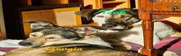 Mixed Breed dogs for adoption: Georgia & Tank, Available for adoption. - Advert 15