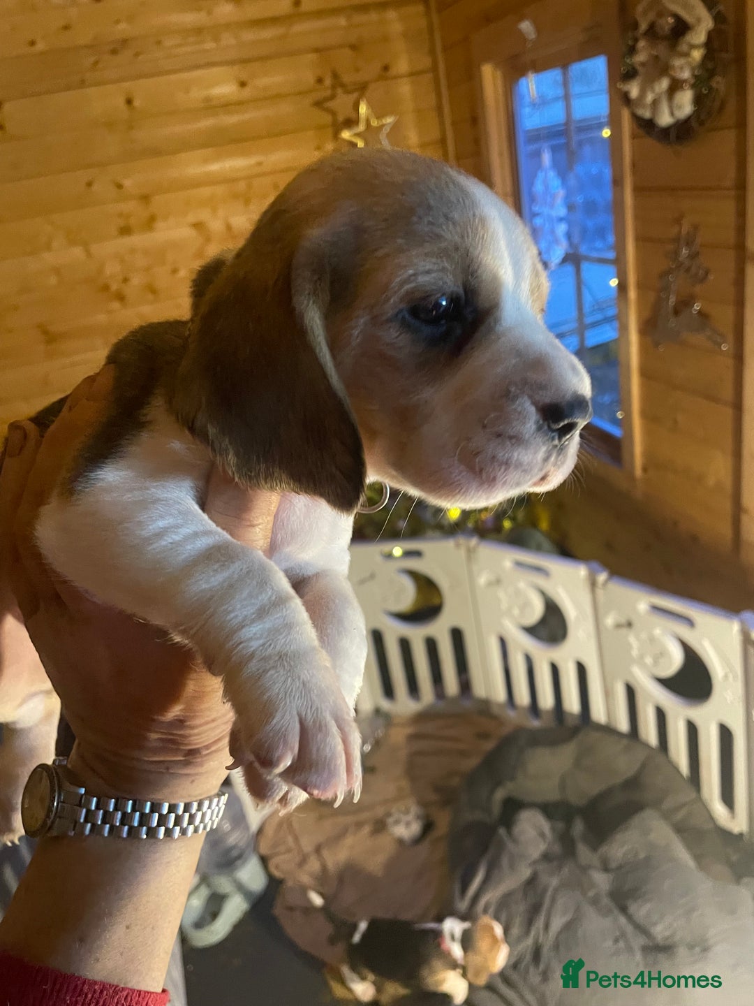 Beagle dogs for sale: 2tri girls kc reg ready after  **   - Advert 19