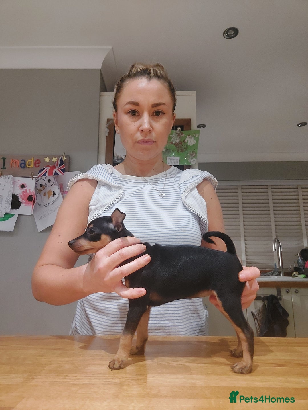 Miniature Pinscher dogs for sale: LAST PUPPY - LADYLUCKPINS KC MIN PINS - Advert 39