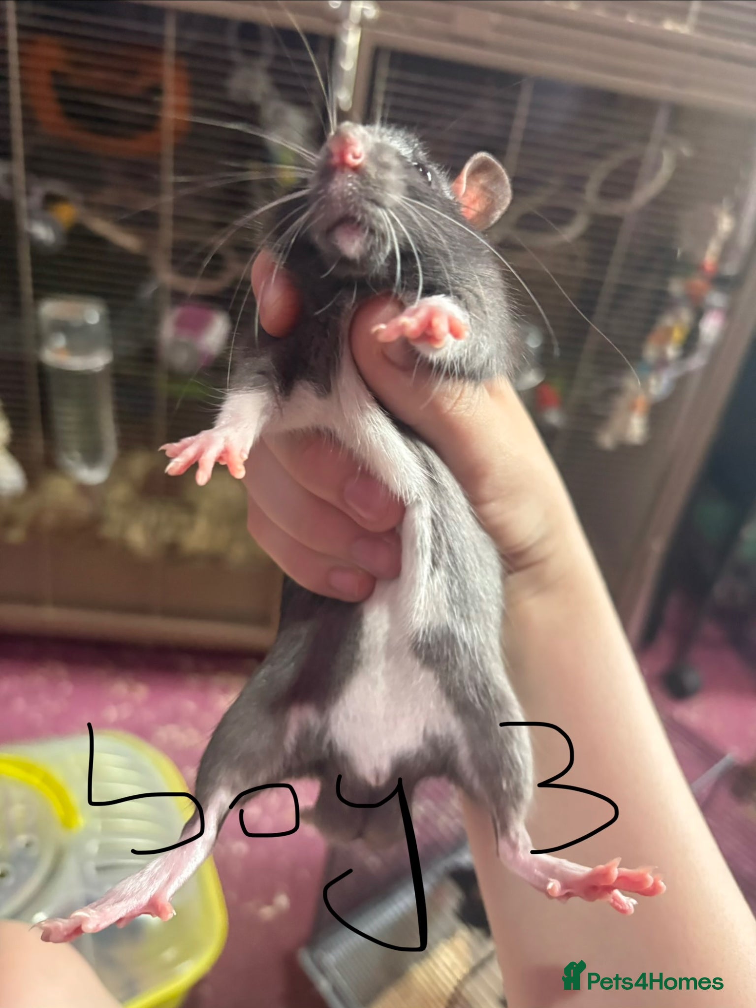 Rat rodents for sale: 5 males rats ready to leave on the 7th of june - Advert 3