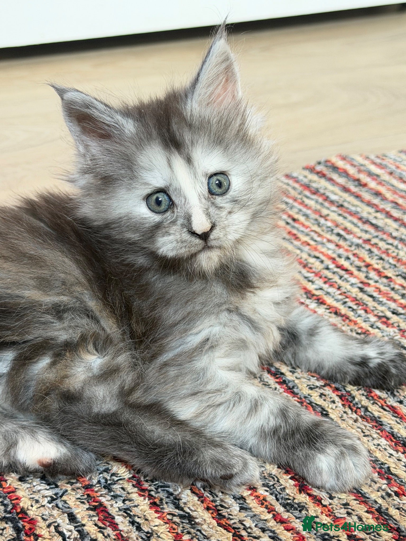 Maine Coon cats Beautiful Black smoke Tortie Female - Advert 2