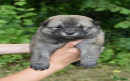 Siberian Husky dogs for sale: Beautiful Chowski puppies  - Image 8