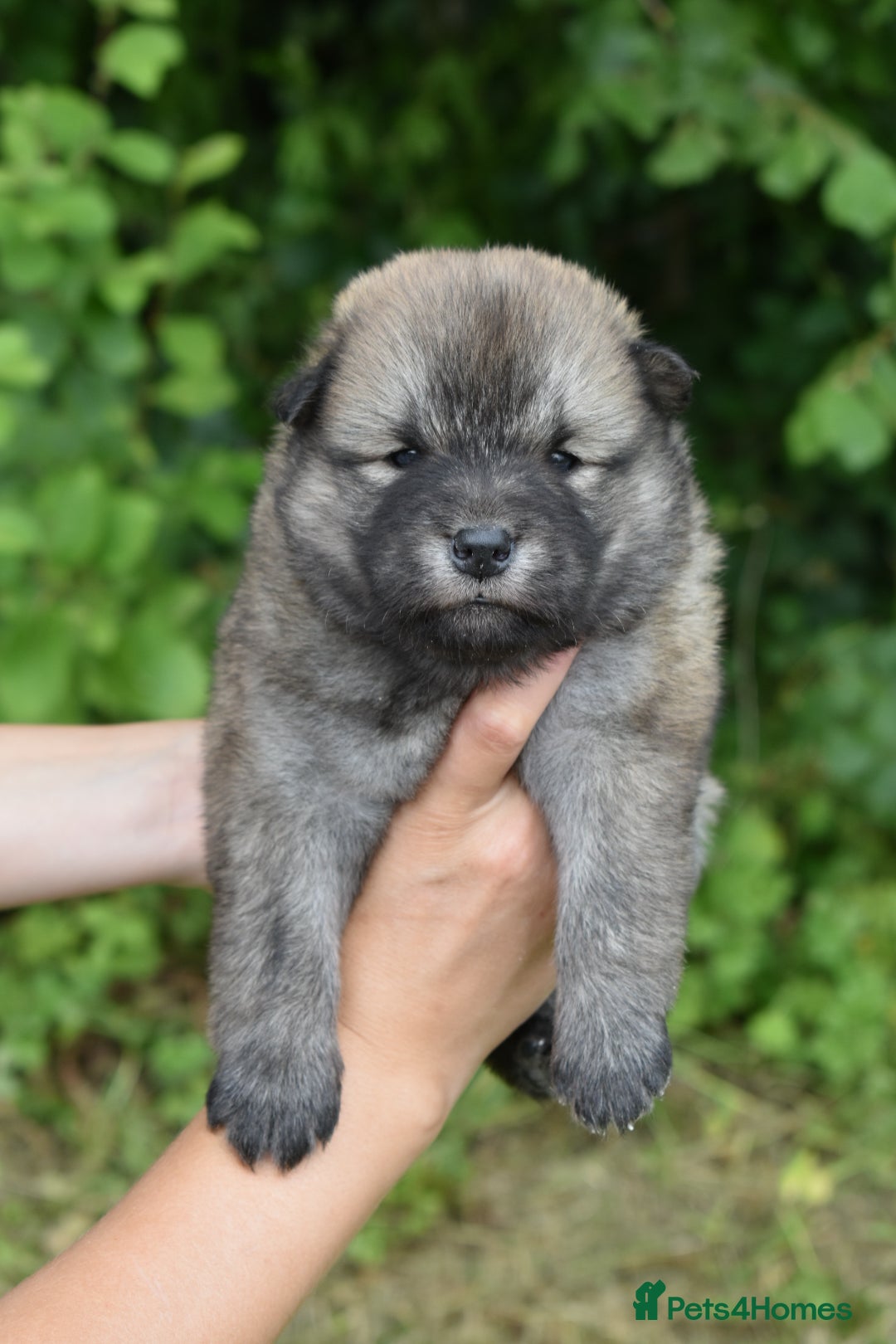 Siberian Husky dogs for sale: Beautiful Chowski puppies  - Image 8
