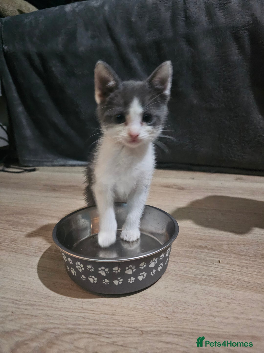 Mixed Breed cats for sale: Adorable kittens for sale - Advert 22