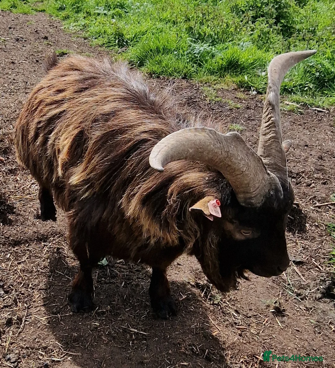 Goats livestock for sale: FEMALE PYGMY GOAT KID FOR SALE 12 WEEKS OLD - Advert 4