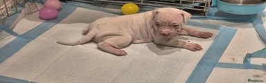 Wrinkles
