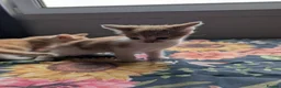 Mixed Breed cats for sale: Gorgeous Kittens Looking for Their Forever Homes in West Calder - Advert 24
