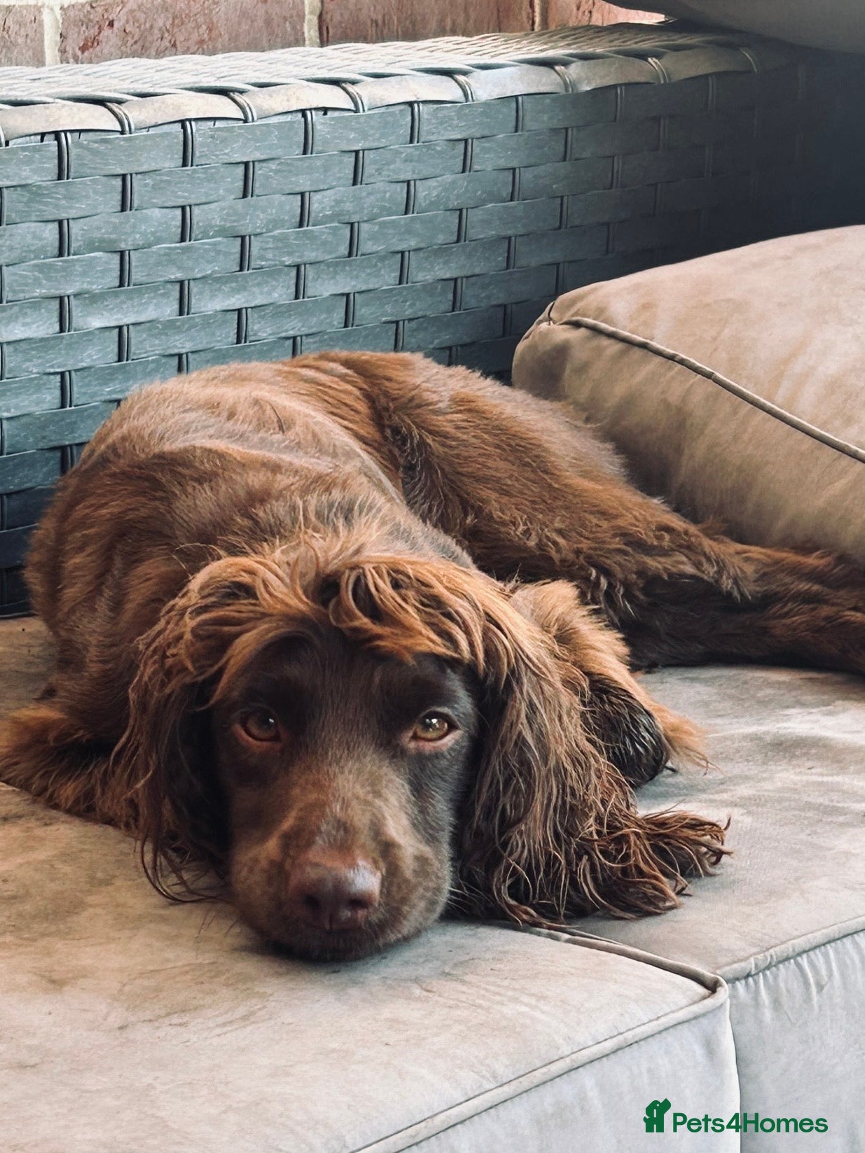 Sprocker dogs Loving Dog “Buttons” Needs a New Forever Home 🐾 - Advert 1