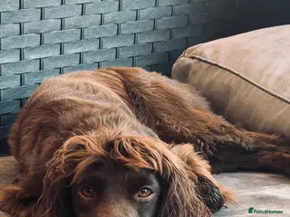 Sprocker dogs Loving Dog “Buttons” Needs a New Forever Home 🐾 - Advert 1