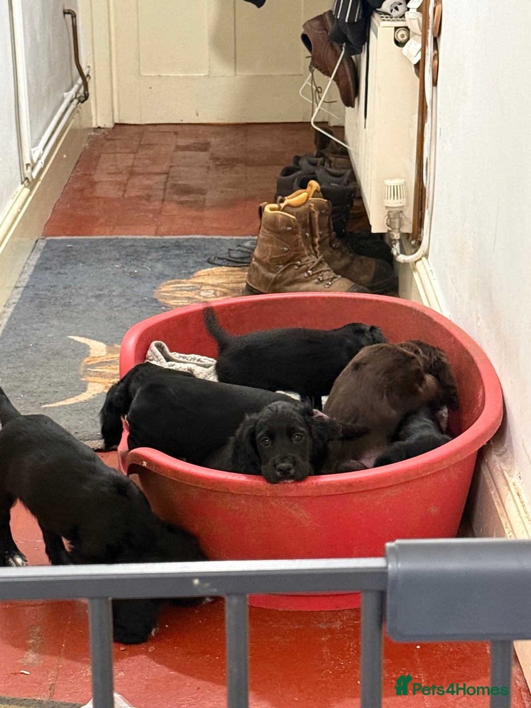 Cocker Spaniel dogs for sale: Working Cocker Spaniels - Advert 8