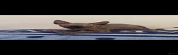 Sphynx cats for sale: Sphynx kitties - Advert 3