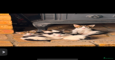 Mixed Breed cats - Advert 1