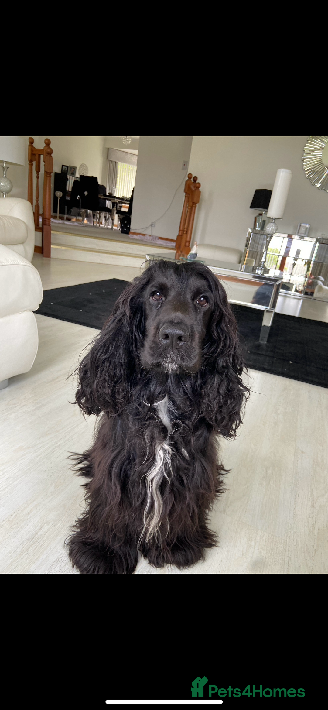 Cocker Spaniel dogs for sale: 5 Pedigree KC Show Cocker Spaniels - Image 7