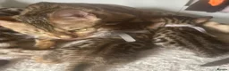 Bengal cats for sale: 2 beautiful brown kits - Advert 2