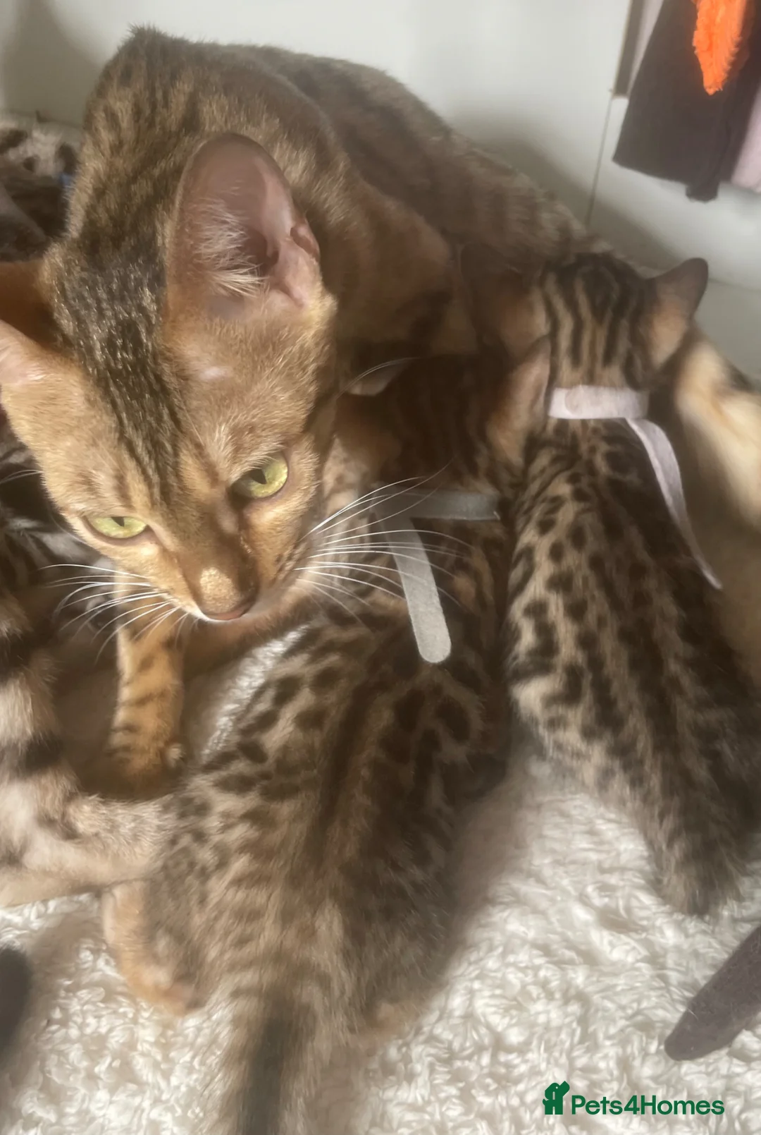 Bengal cats for sale: 2 beautiful brown kits - Advert 2