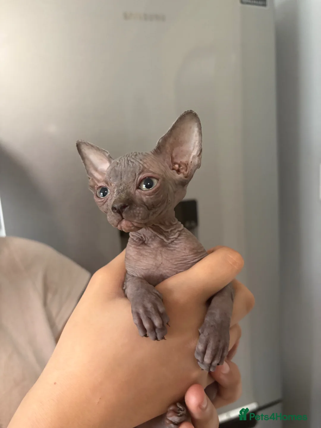 Sphynx cats for sale: Sphynx kittens 2 blue/grey females  - Advert 1