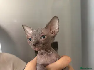 Sphynx cats Sphynx kittens 2 blue/grey females - Advert 1