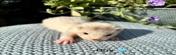 Ferret rodents for sale: Beautiful Kits  - Advert 4