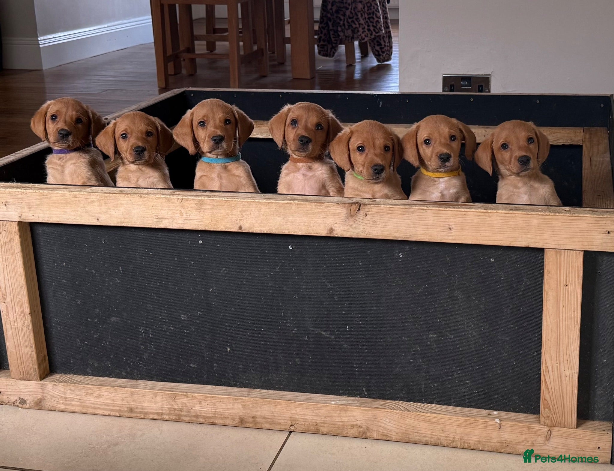 Labrador Retriever dogs for sale: Fox Red KC registered Labradors - Advert 1