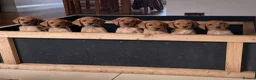 Labrador Retriever dogs for sale: Fox Red KC registered Labradors - Advert 1