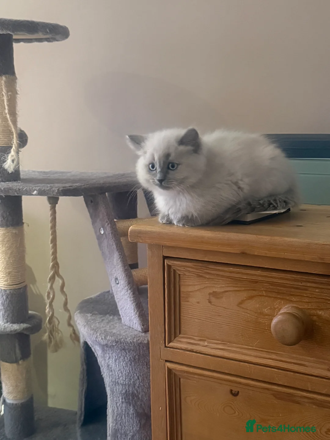 Ragdoll cats for sale: Fully vaccinated, vet checked V cuddly Ragdoll boy - Advert 14