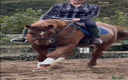 Hanoverian horses for sale: Dee - Registered Hanoverian Showstopper  - Image 3