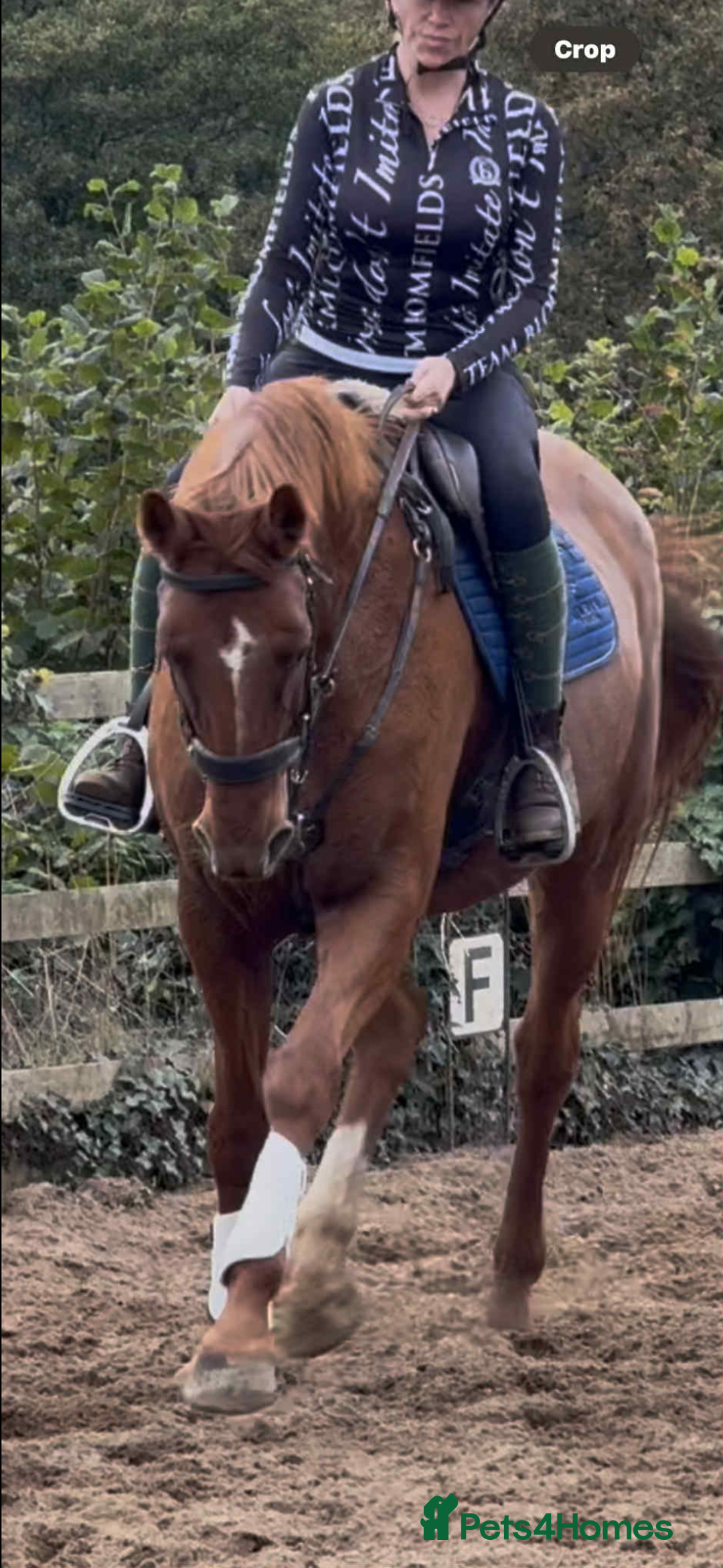 Hanoverian horses for sale: Dee - Registered Hanoverian Showstopper  - Image 3