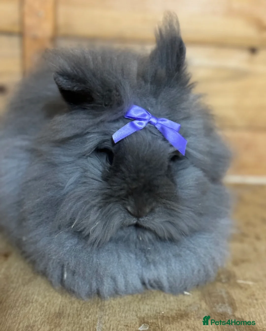 Lionhead rabbits for sale: Beautiful lion head female - Advert 1