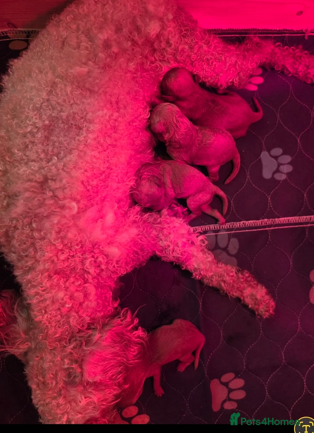 Toy Poodle dogs for sale: Kc red toy puddles  - Advert 2