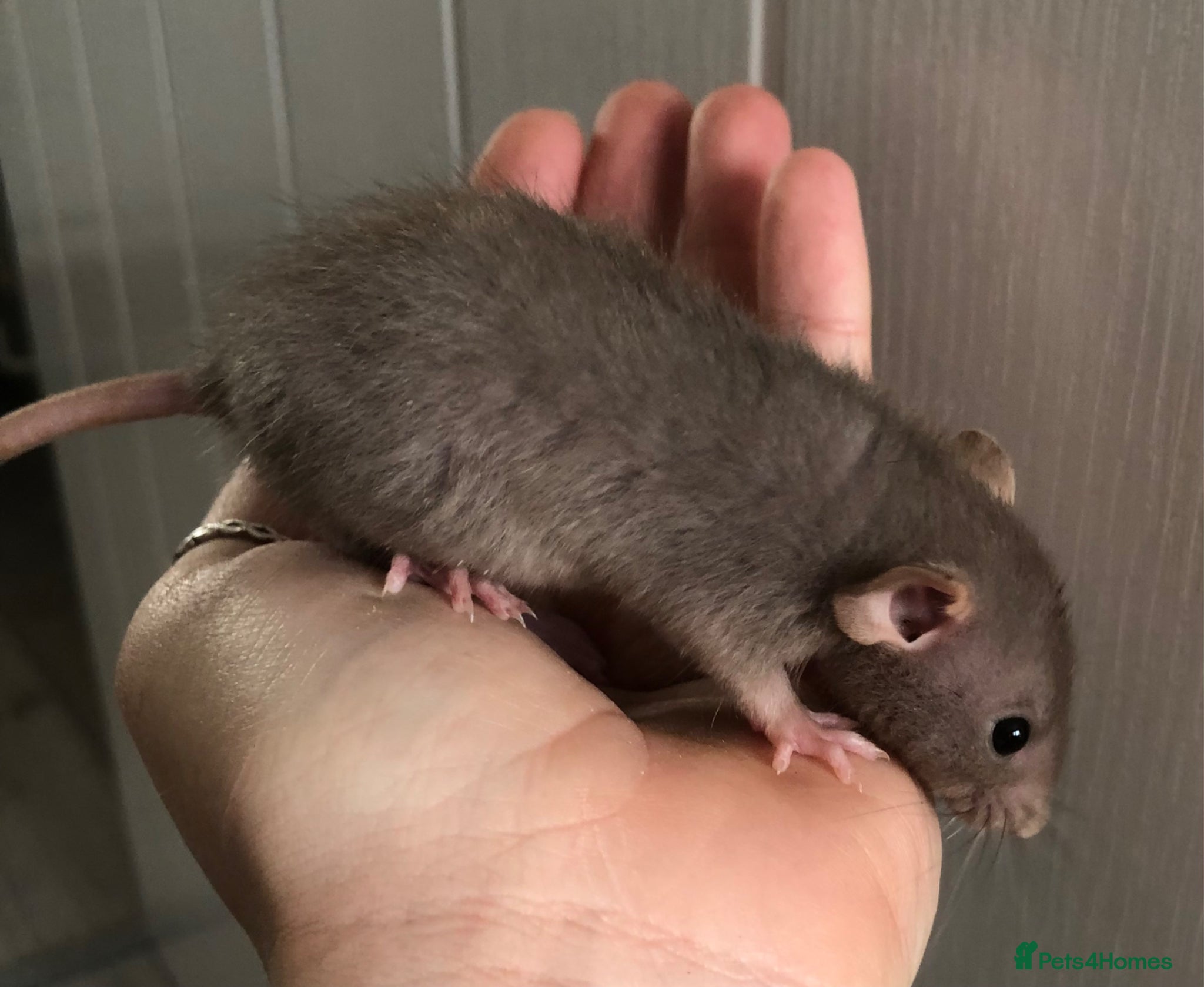 Rat rodents Baby dumbo rats - Advert 1