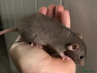 Rat rodents Baby dumbo rats - Advert 3