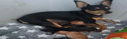 Miniature Pinscher dogs for sale: Miniature Pinscher 10 weeks - Rehome - Advert 5