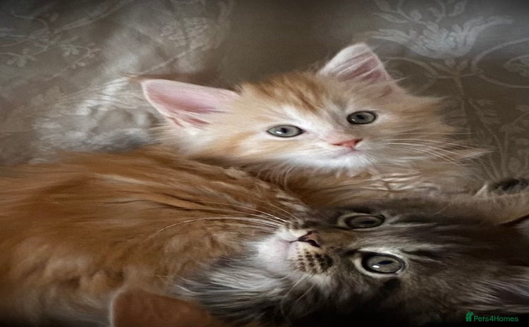 Maine Coon cats - Advert 3