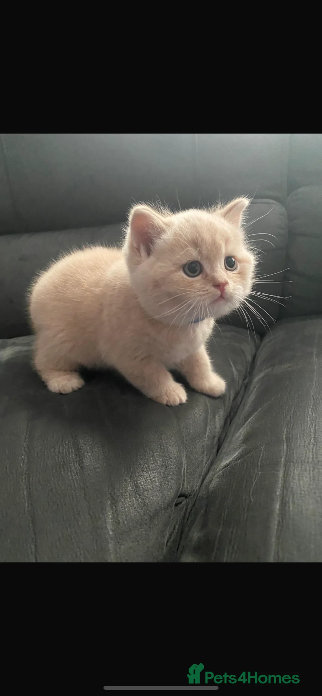 British Shorthair cats for sale: british shorthair kittens  - Advert 1