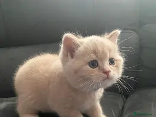 British Shorthair cats british shorthair kittens - Advert 18