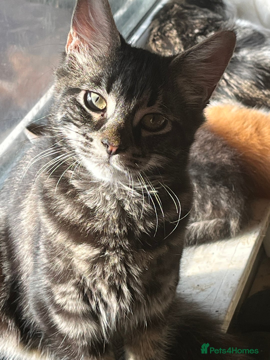 Mixed Breed cats for sale: Beautiful mixed kittens  - Image 15