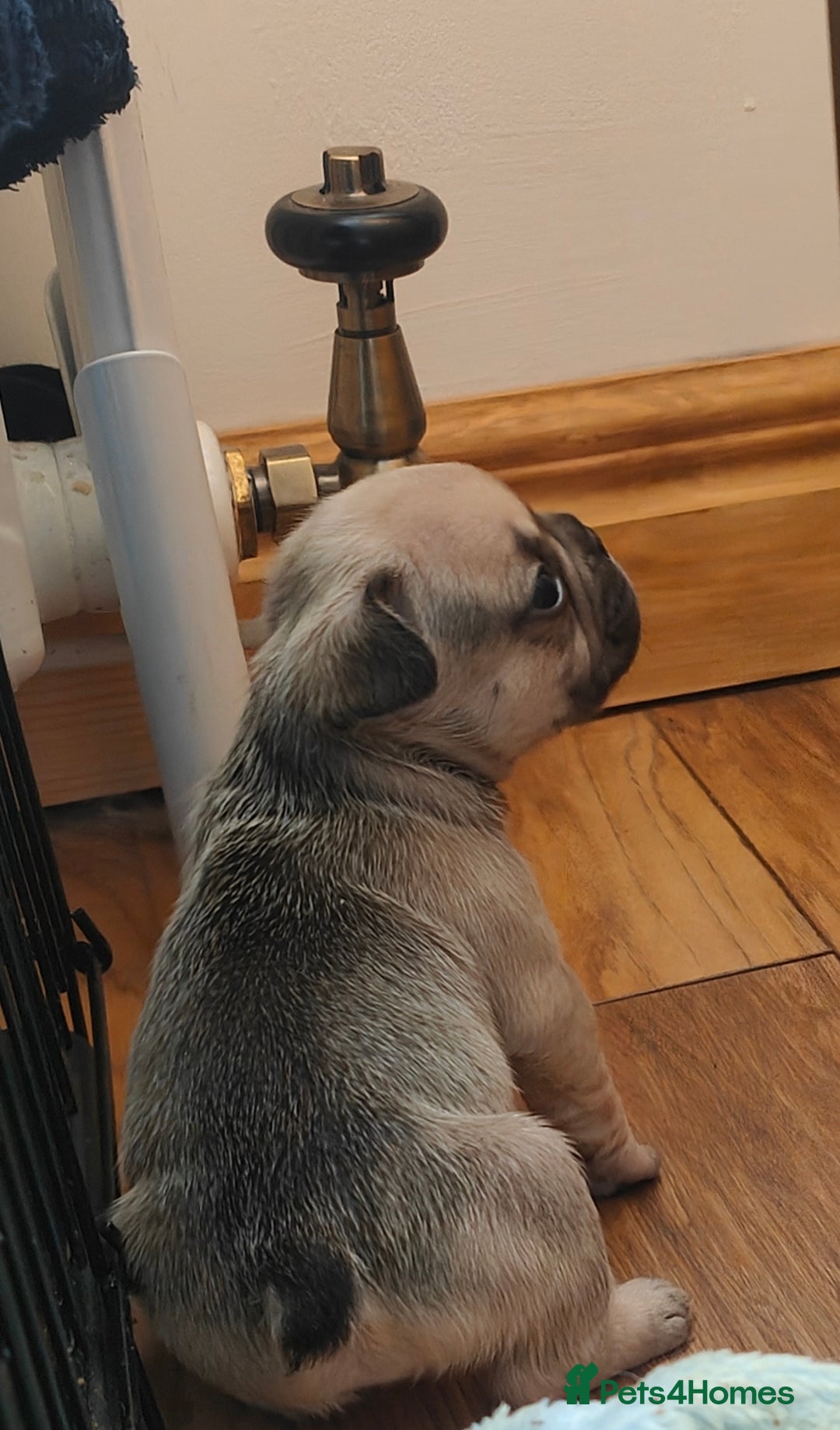French Bulldog dogs for sale: KC reg French bulldog puppies female & male big➰  - Image 7
