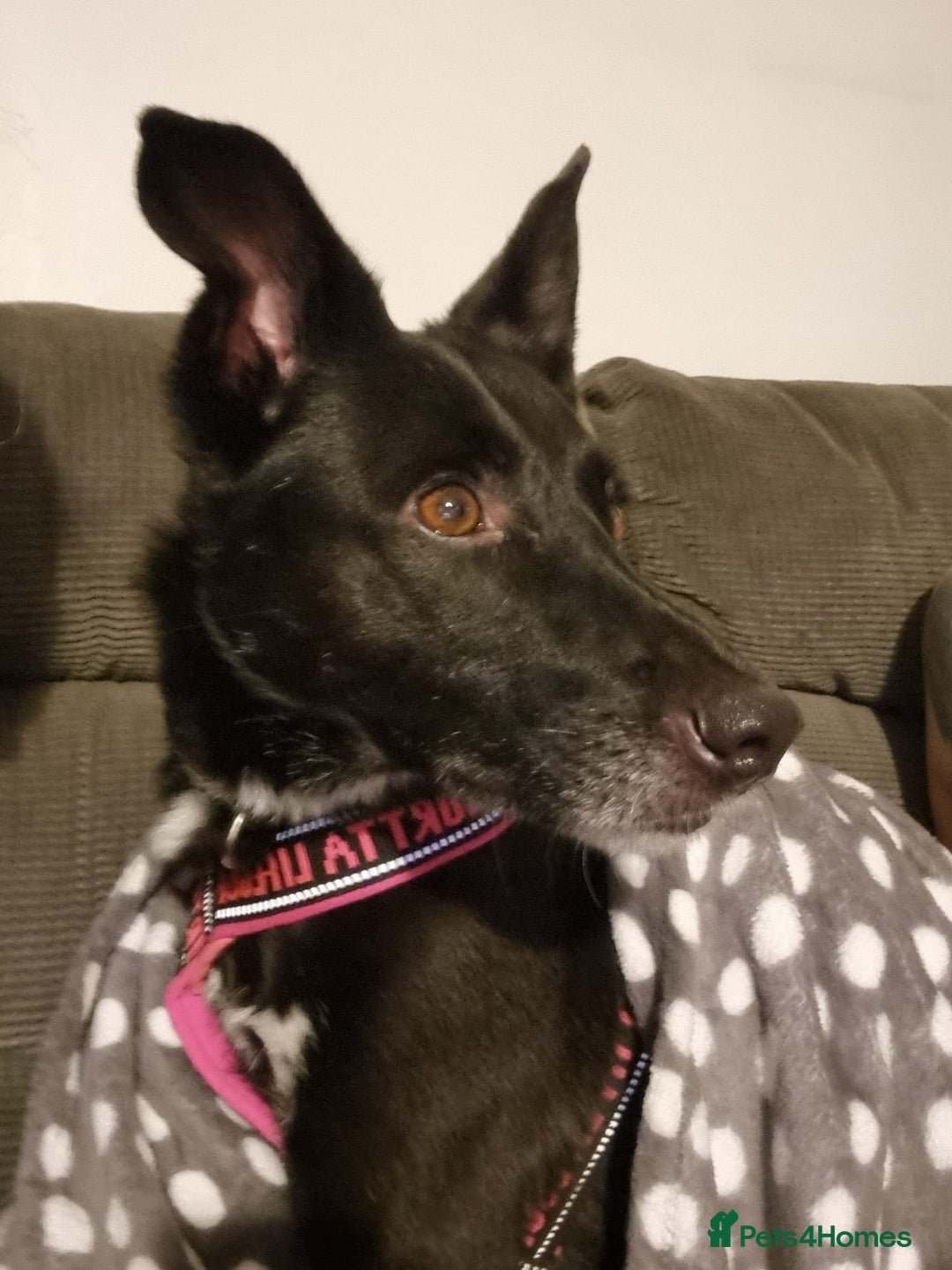 Mixed Breed dogs for adoption: ❤️Carmen — 3,5-4 years old small-to-medium girl❤️ - Advert 7