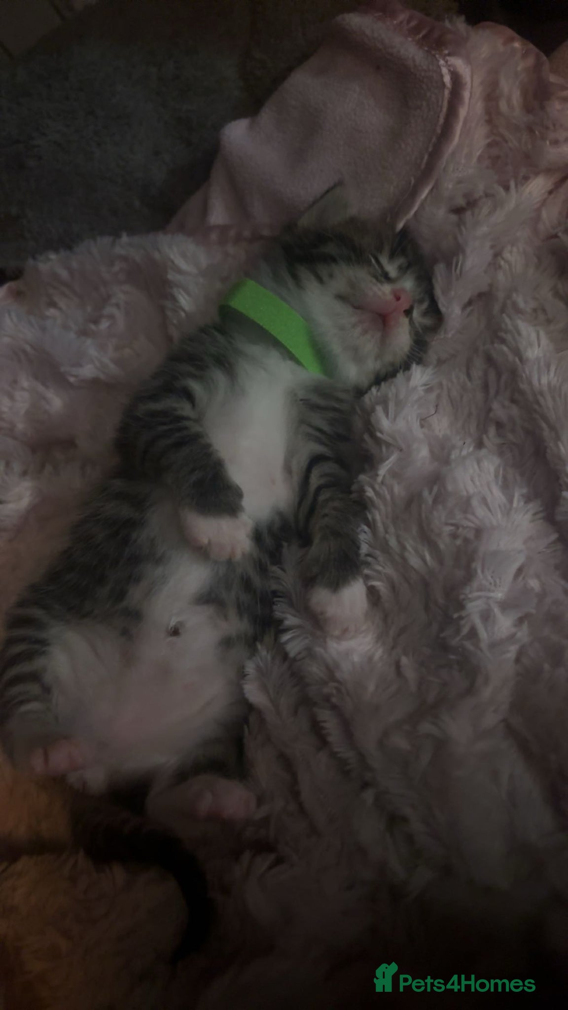 Mixed Breed cats 4 kittens for sale  - Advert 7