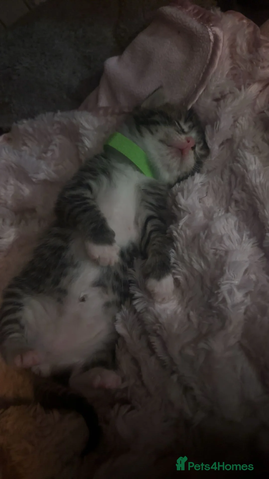 Mixed Breed cats for sale: 4 kittens for sale  in Cupar - Advert 1