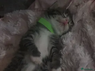 Mixed Breed cats 4 kittens for sale - Advert 17