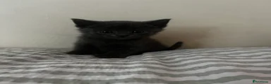 Ragdoll Kitten 5