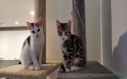 Domestic Shorthair cats for sale: Two beautiful kittens for sale - Image 5