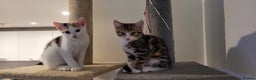 Domestic Shorthair cats for sale: Two beautiful kittens for sale - Advert 5