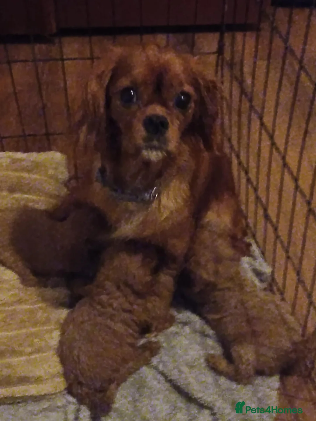 Cavapoo dogs for sale: Cavapoo puppies in Glenrothes - Advert 10